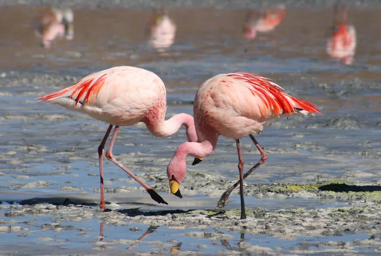 Flamingo Pokemon: 5 Fascinating Facts